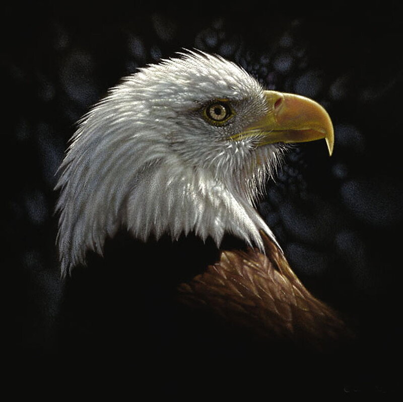 Bald Eagle Head — Dramatic, Feathers