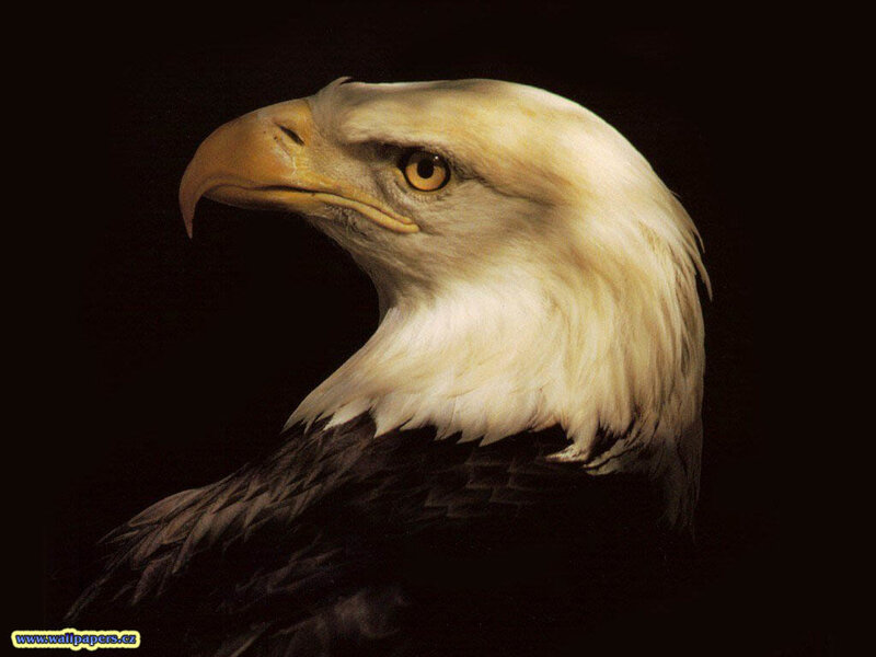 Bald Eagle Head — Dramatic, Photograph