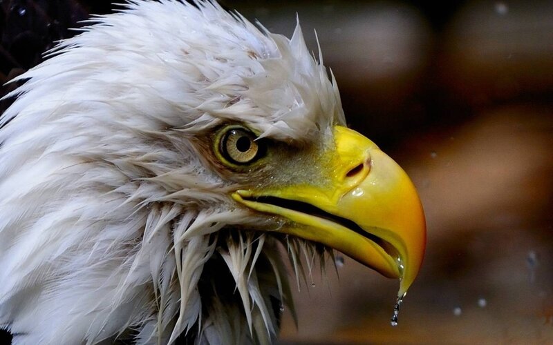 Bald Eagle Head — Eye, Beak