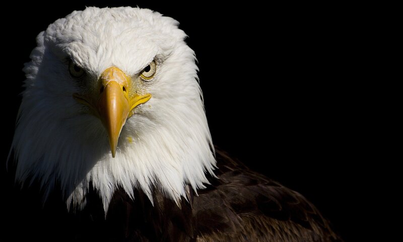 Bald Eagle Head — Eyes