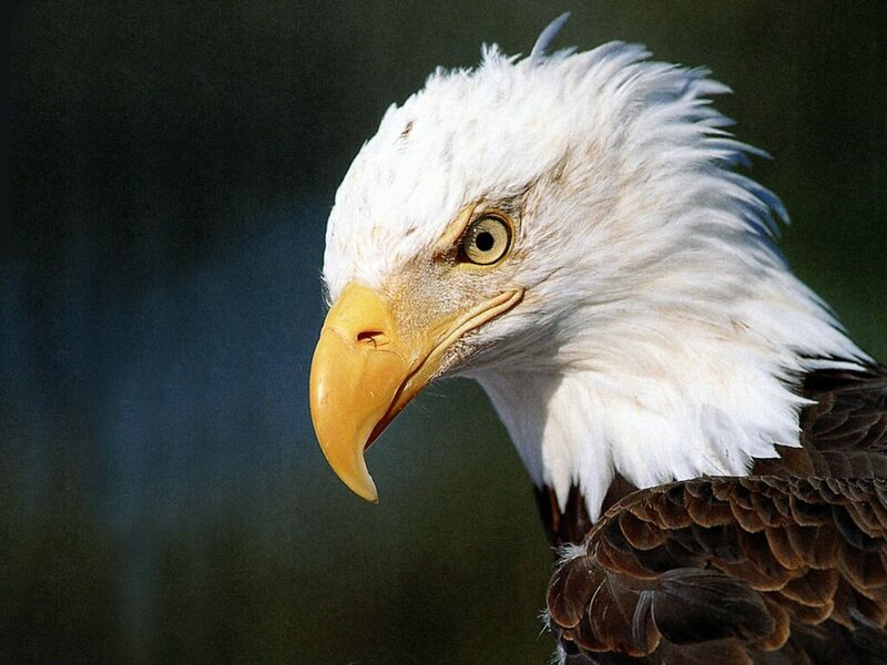 Bald Eagle Head — Intense, Brown