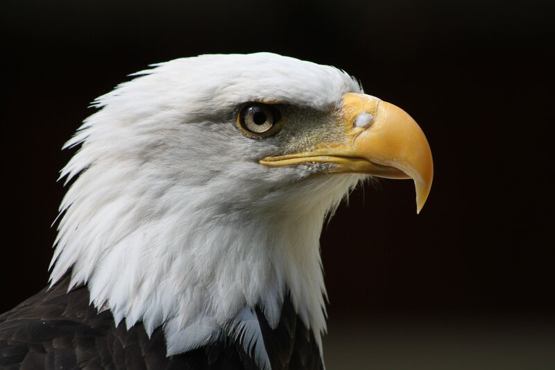 Bald Eagle Head — Intense, Eye