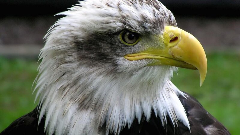 Bald Eagle Head — Intense, Feathers