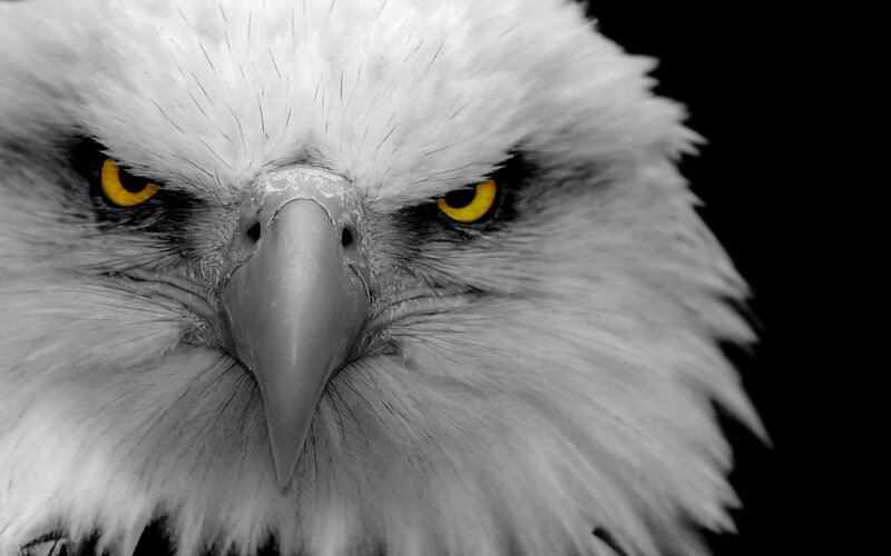 Bald Eagle Head — Photograph, Black