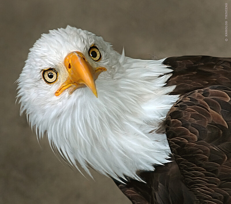 Bald Eagle Head — Photograph, Eyes