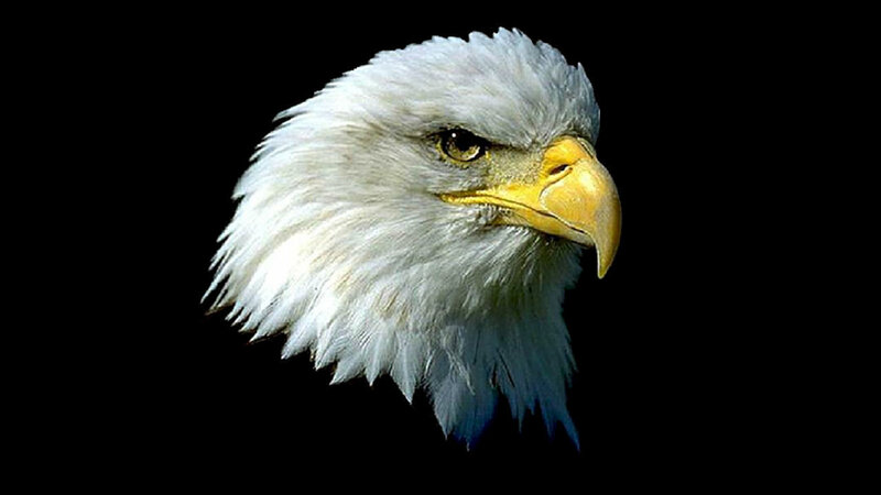 Bald eagle head portrait