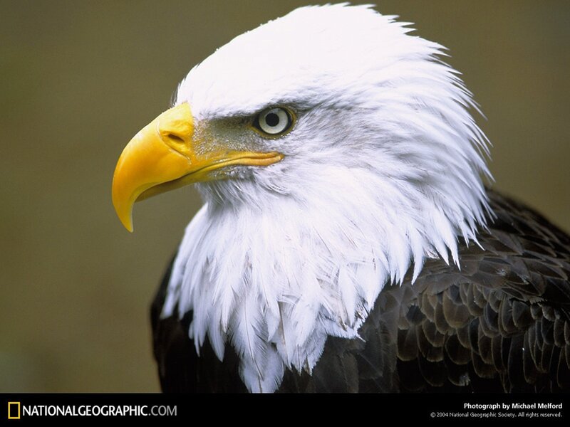 Bald eagle head portrait