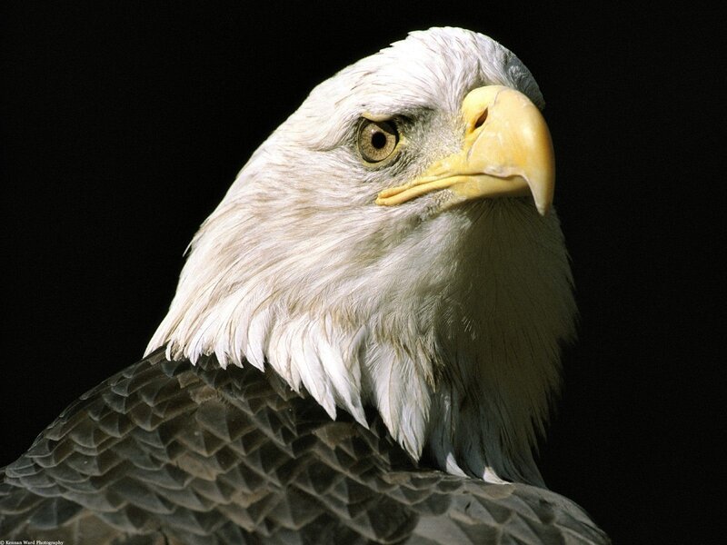 Bald eagle head portrait