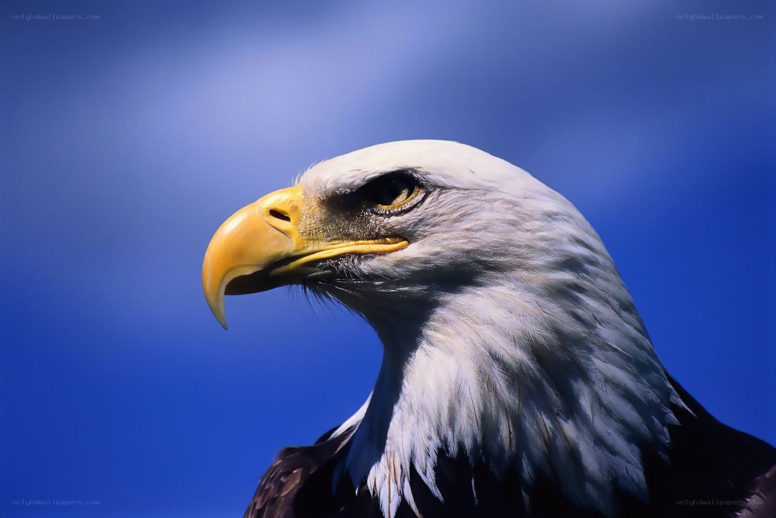 Bald eagle head portrait
