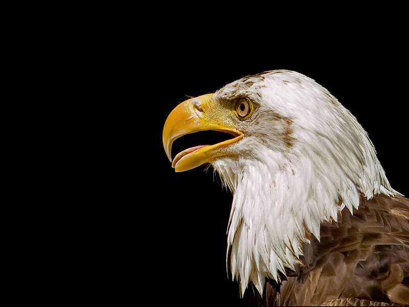 Bald eagle head profile