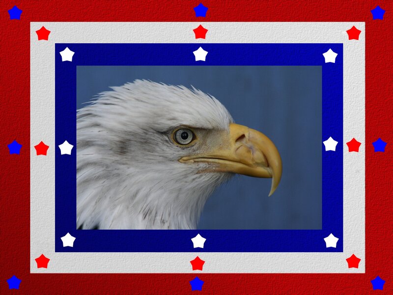 Bald Eagle Head — Red, Patriotic, Photograph, Stars