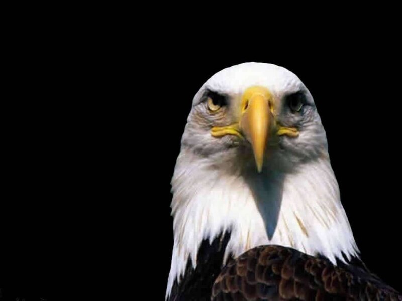 Bald Eagle Head