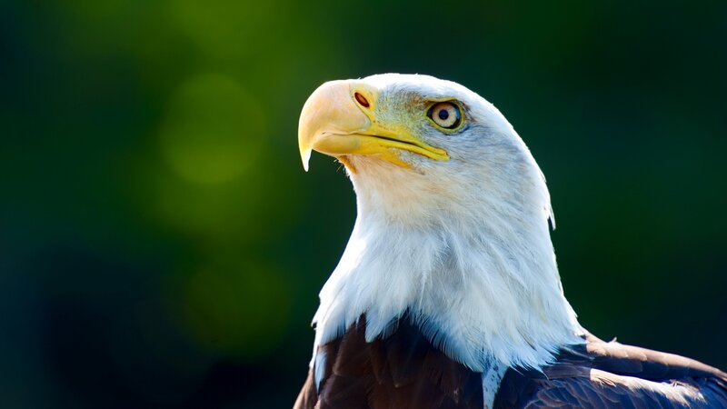 Bald Eagle Head — White, Alert, Afternoon, Photograph, Beak, Eye