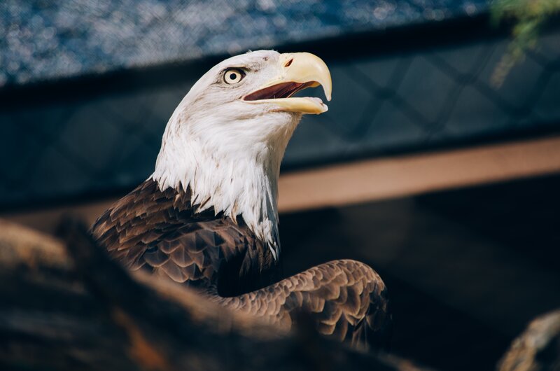 Bald Eagle Head — White, Alert, Afternoon, Photograph, Bird