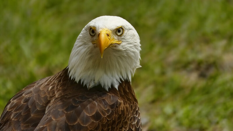 Bald Eagle Head — White, Alert, Afternoon, Photograph