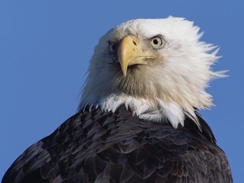 Bald Eagle Head — White, Alert, Afternoon