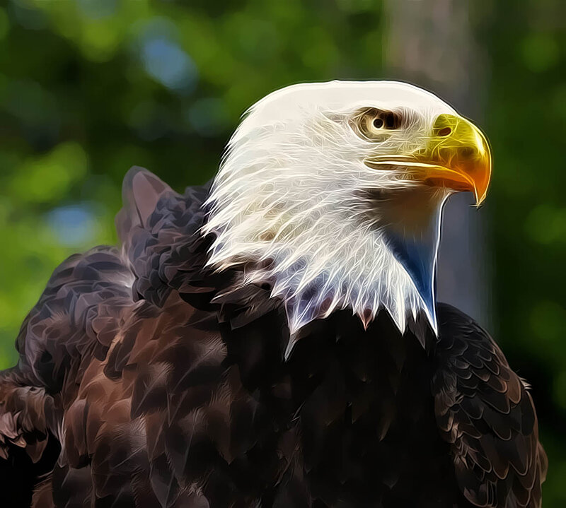 Bald Eagle Head — White, Alert, Digital Art