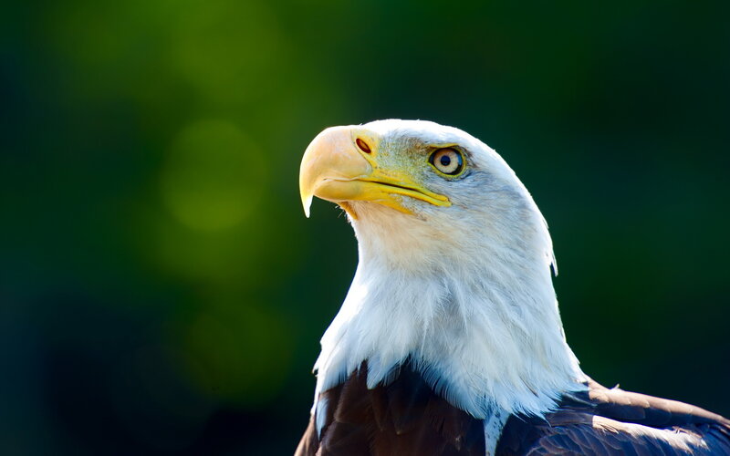 Bald Eagle Head — White, Alert, Photograph, Beak, Eye, Feathers