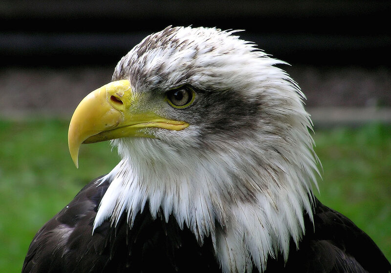 Bald Eagle Head — White, Alert, Photograph, Beak, Eye