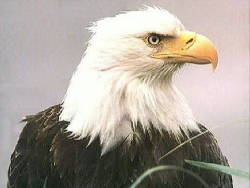 Bald Eagle Head — White, Alert, Photograph, Beak