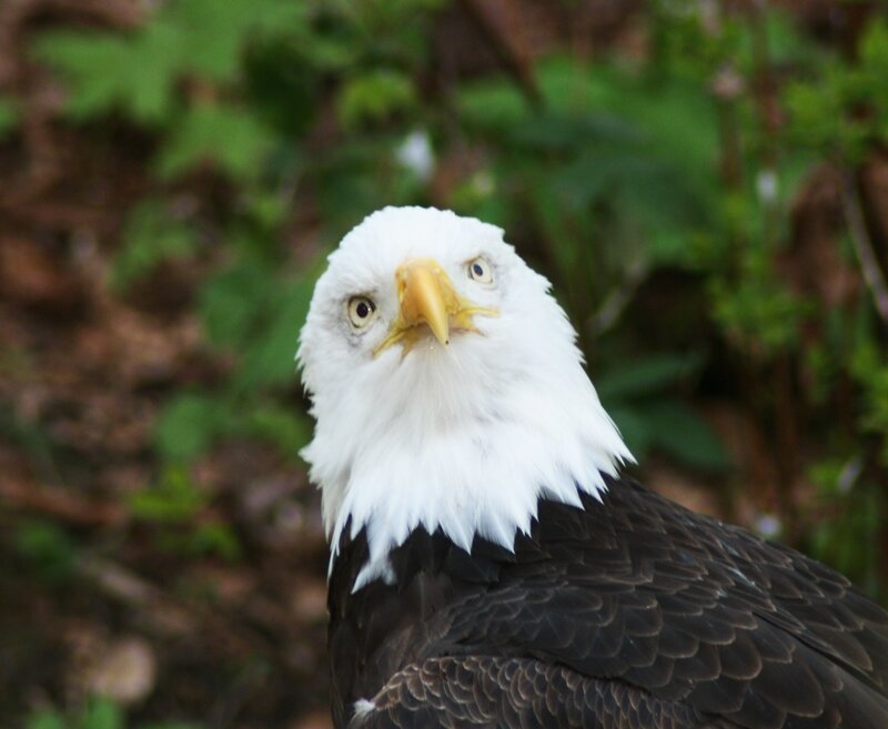Bald Eagle Head — White, Alert, Photograph, Green Foliage, Brown