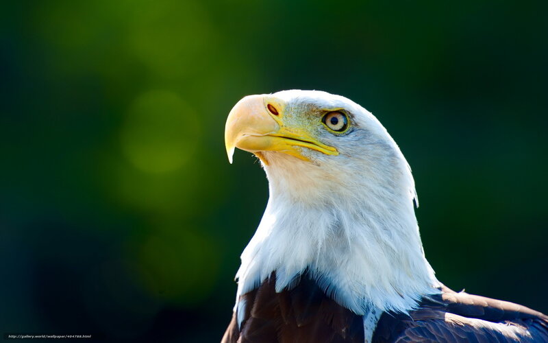 Bald Eagle Head — White, Alert, Photograph, Green Foliage