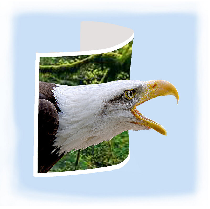Bald Eagle Head — White, Alert, Photograph, Tree