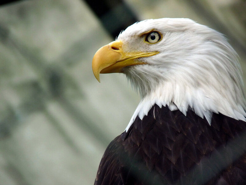 Bald Eagle Head — White, Alert, Photograph, White Feathers