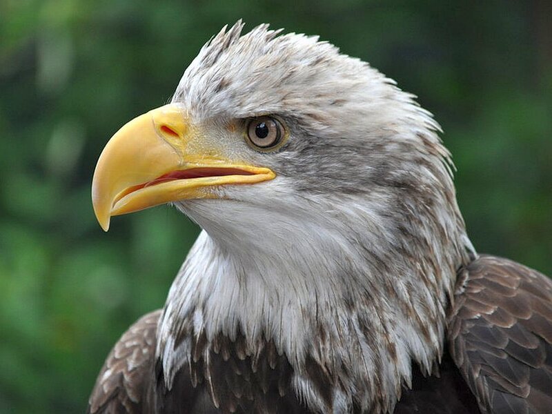 Bald Eagle Head — White, Alert