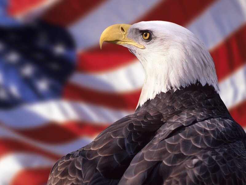 Bald Eagle Head — White, American Flag