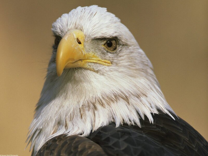 Bald Eagle Head — White, Beak