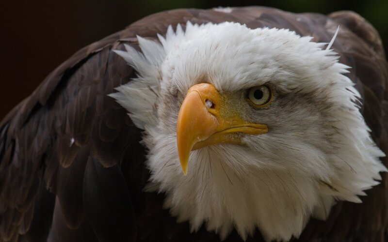 Bald Eagle Head — White, Brown