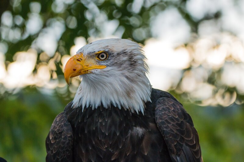 Bald Eagle Head — White, Calm, Afternoon, Photograph