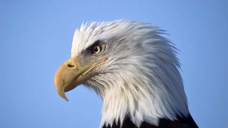 Bald Eagle Head — White, Calm, Afternoon