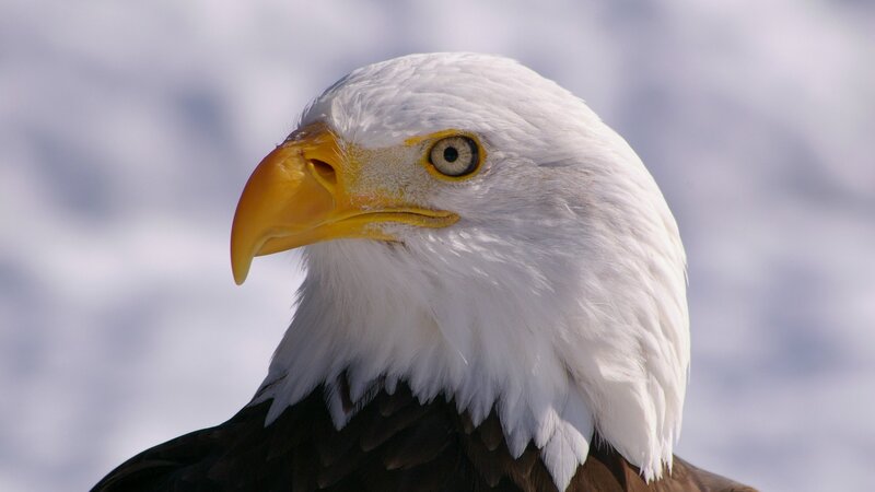 Bald Eagle Head — White, Calm