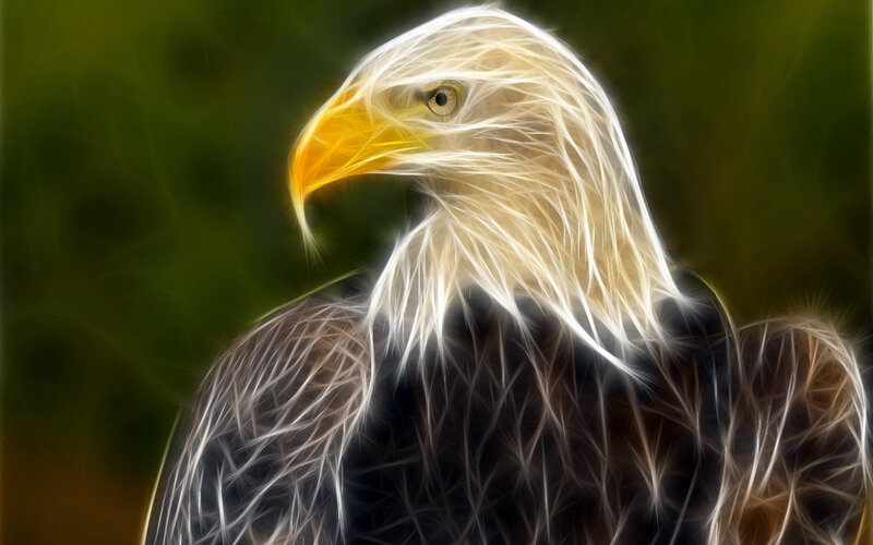 Bald Eagle Head — White, Dramatic, Digital Art, Beak, Eye, Feathers