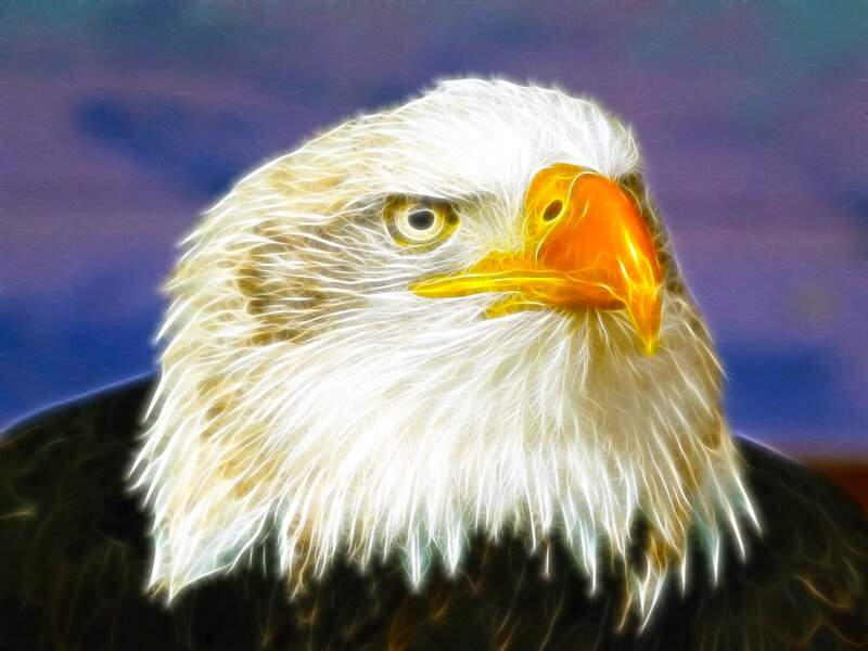 Bald Eagle Head — White, Dramatic, Digital Art, Beak, Eye, Feathers, Yellow, Blue