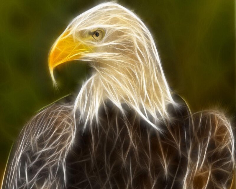 Bald Eagle Head — White, Dramatic, Digital Art, Beak, Eye, Feathers, Yellow, Brown