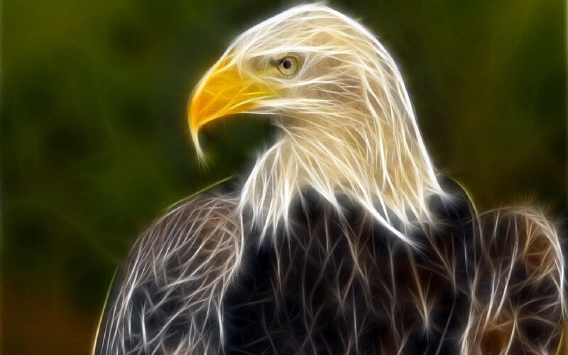 Bald Eagle Head — White, Dramatic, Digital Art, Beak, Eye