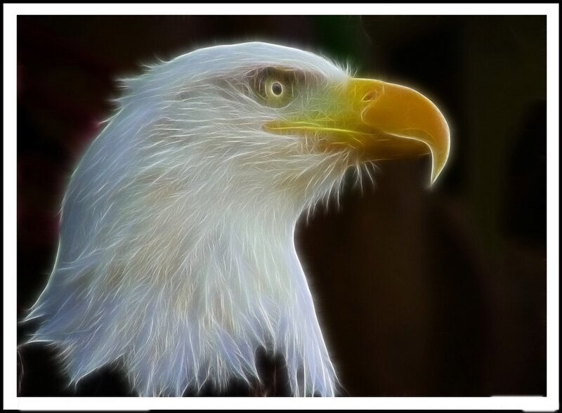 Bald Eagle Head — White, Dramatic, Digital Art, Beak