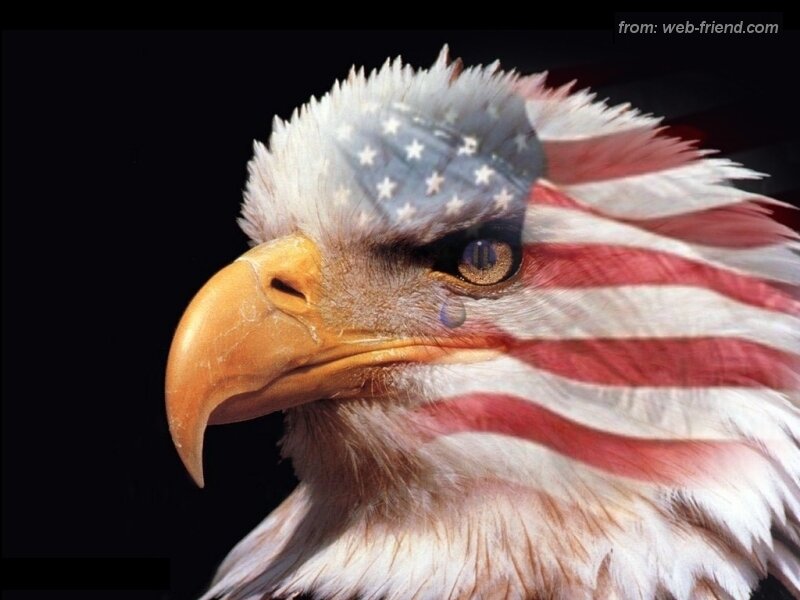 Bald Eagle Head — White, Dramatic, Photograph, American Flag, Tear, Brown