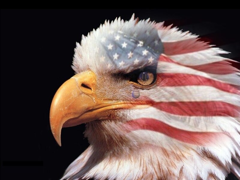 Bald Eagle Head — White, Dramatic, Photograph, American Flag, Tear