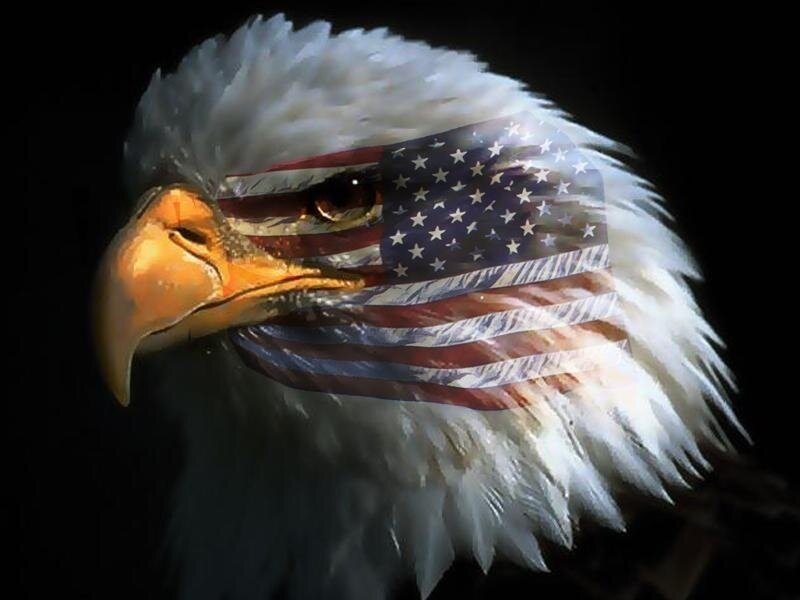 Bald Eagle Head — White, Dramatic, Photograph, American Flag