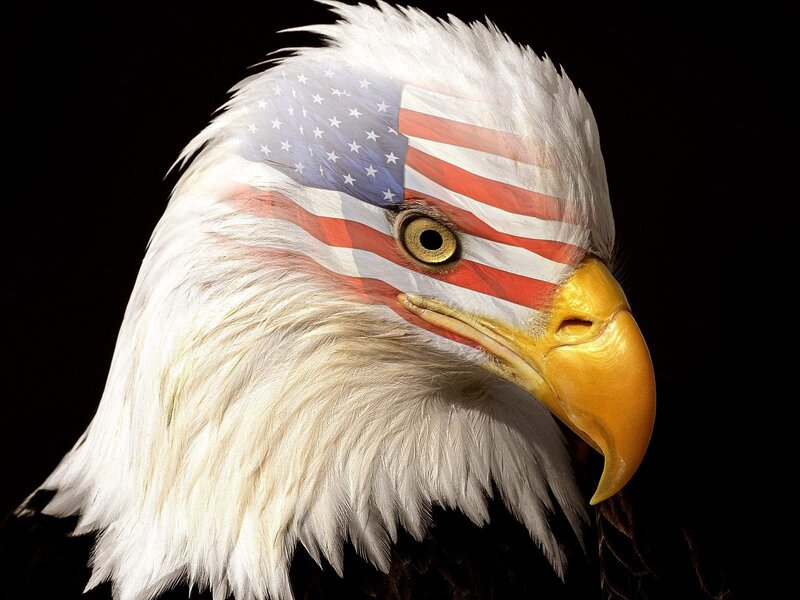 Bald Eagle Head — White, Dramatic, Photograph, American Flag, Yellow Beak, Black