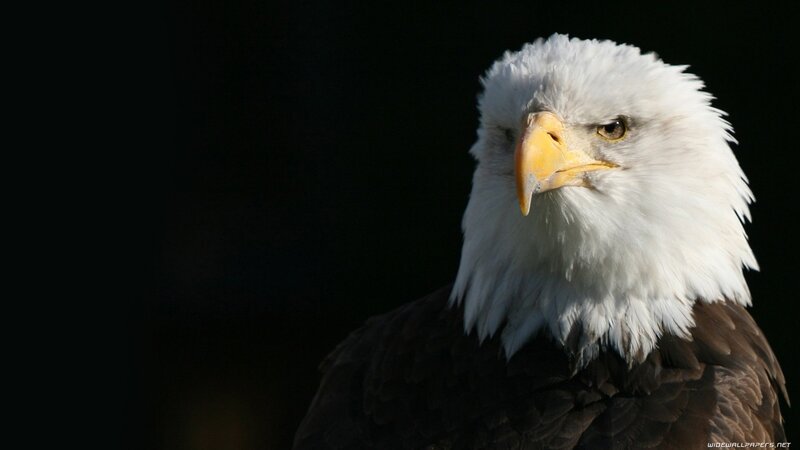 Bald Eagle Head — White, Dramatic, Photograph, Beak, Eye, Feathers, Brown, Black