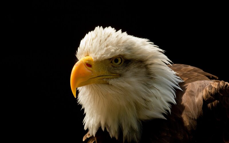 Bald Eagle Head — White, Dramatic, Photograph, Beak, Eye, Feathers, Brown, Yellow