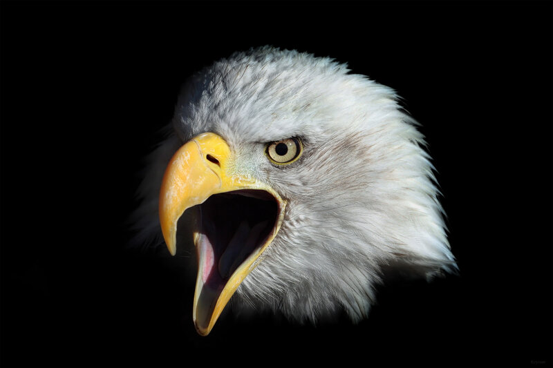 Bald Eagle Head — White, Dramatic, Photograph, Beak, Eye, Feathers