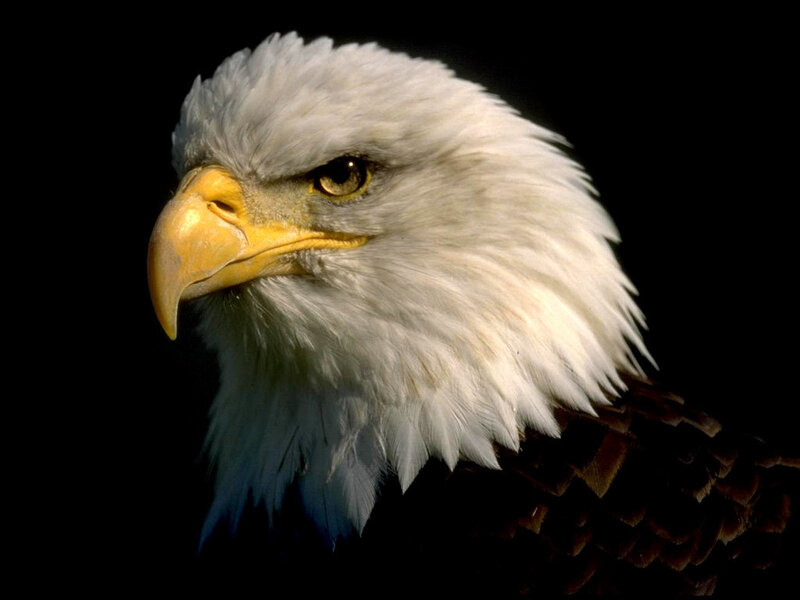 Bald Eagle Head — White, Dramatic, Photograph, Beak, Eye