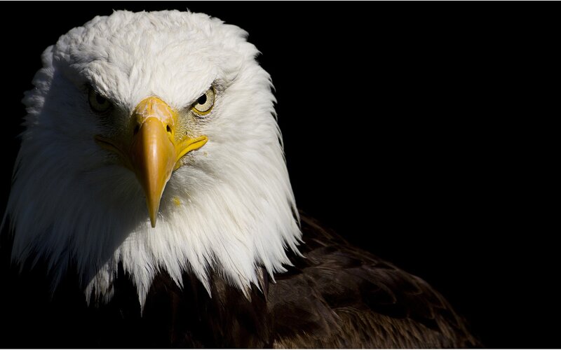 Bald Eagle Head — White, Dramatic, Photograph, Beak, Eyes, Feathers