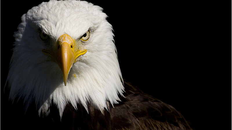 Bald Eagle Head — White, Dramatic, Photograph, Beak, Eyes
